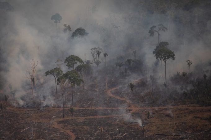 Pandemias e destruição florestal: qual a relação entre os dois