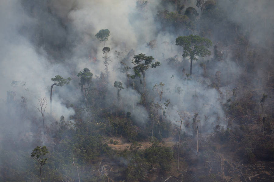 Pandemias e destruição florestal: qual a relação entre os dois